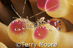 A beautiful Spotted Cleaner Shrimp sits on a pink tipped ... by Terry Moore 
